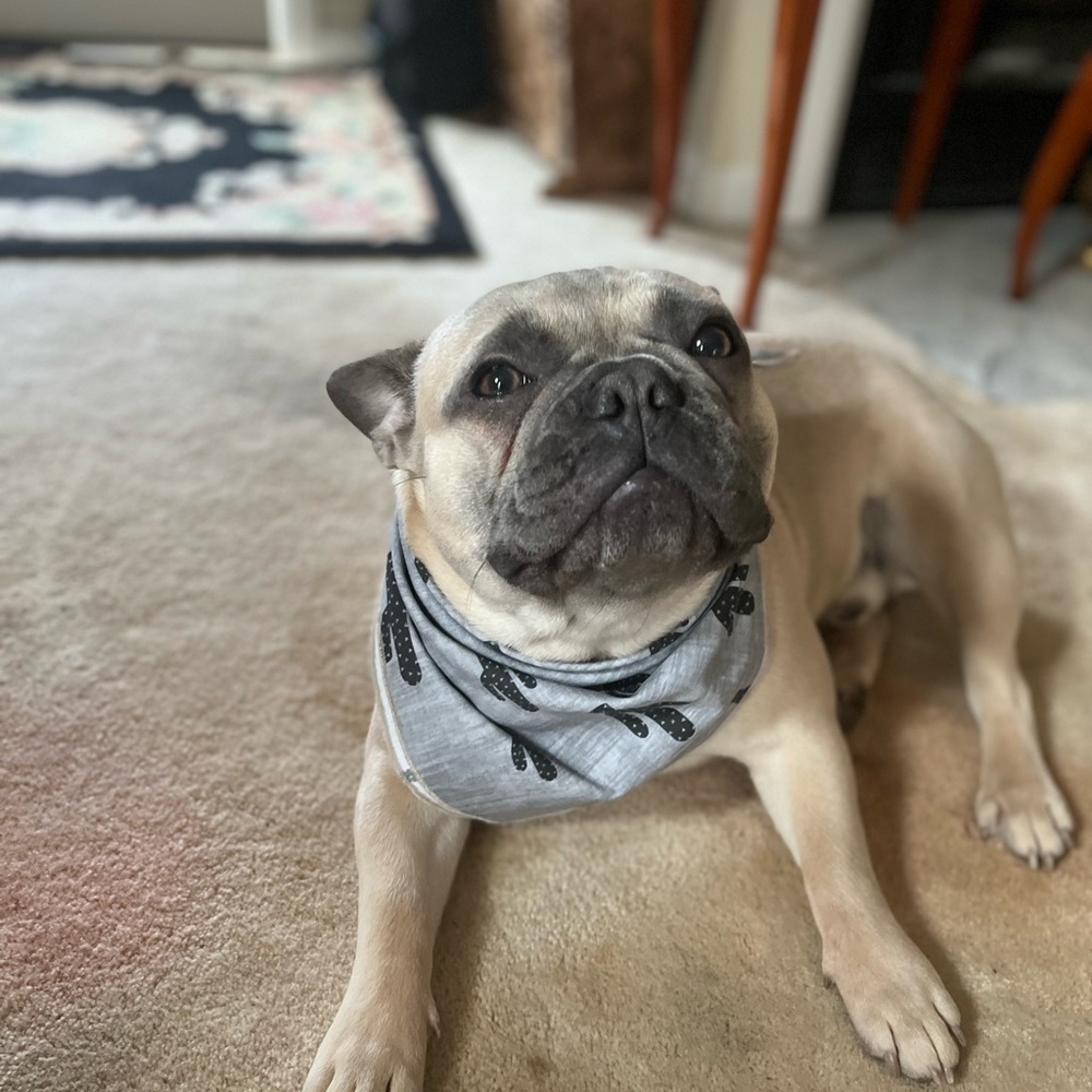 Meet your Posher, Cassandra